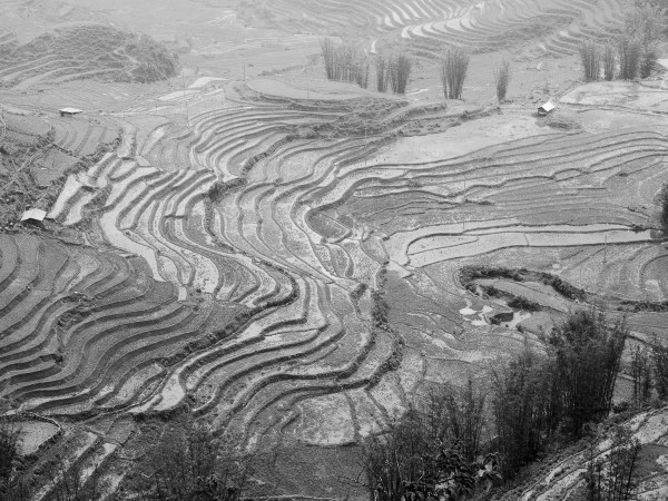 Rice Terraces at Sapa